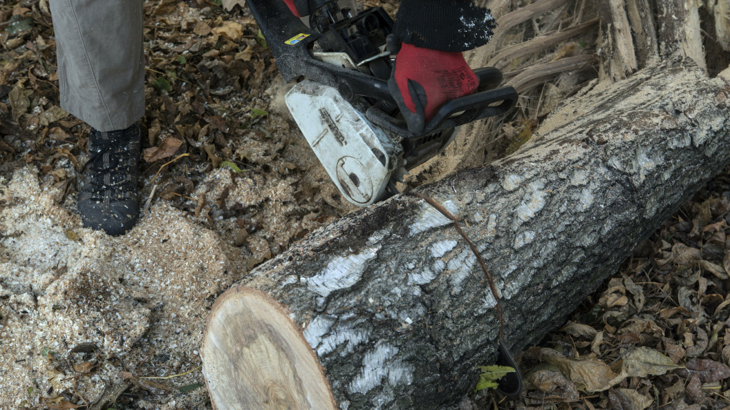    © Nikolay Gyngazov/Globallookpress