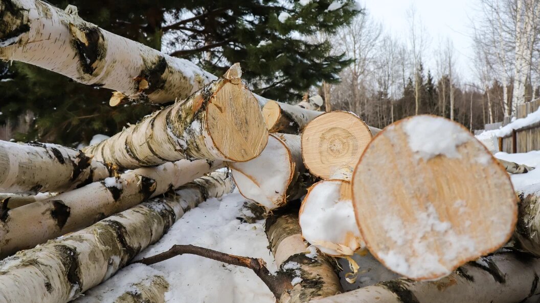    Elena Mayorova/Globallook Press