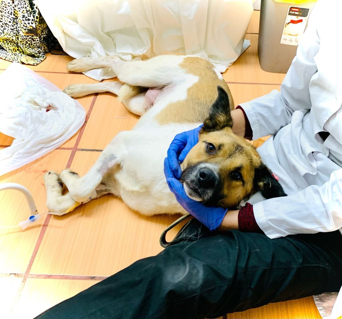 Первые дни Чемпиона в приюте.