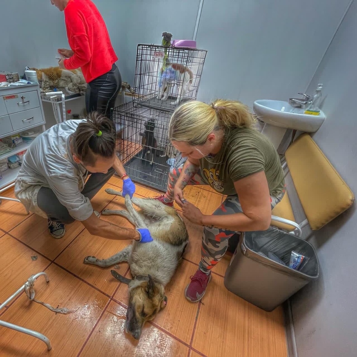 Первый день Чемпиона в нашем приюте