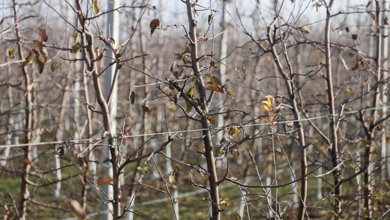      Фото: ИА «Победа26»