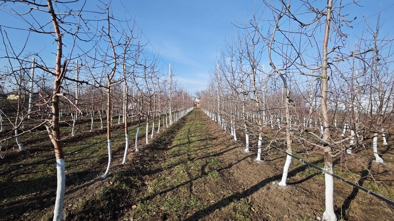    Яблоневый сад заложат в Апанасенковском округе Фото: ИА «Победа26»