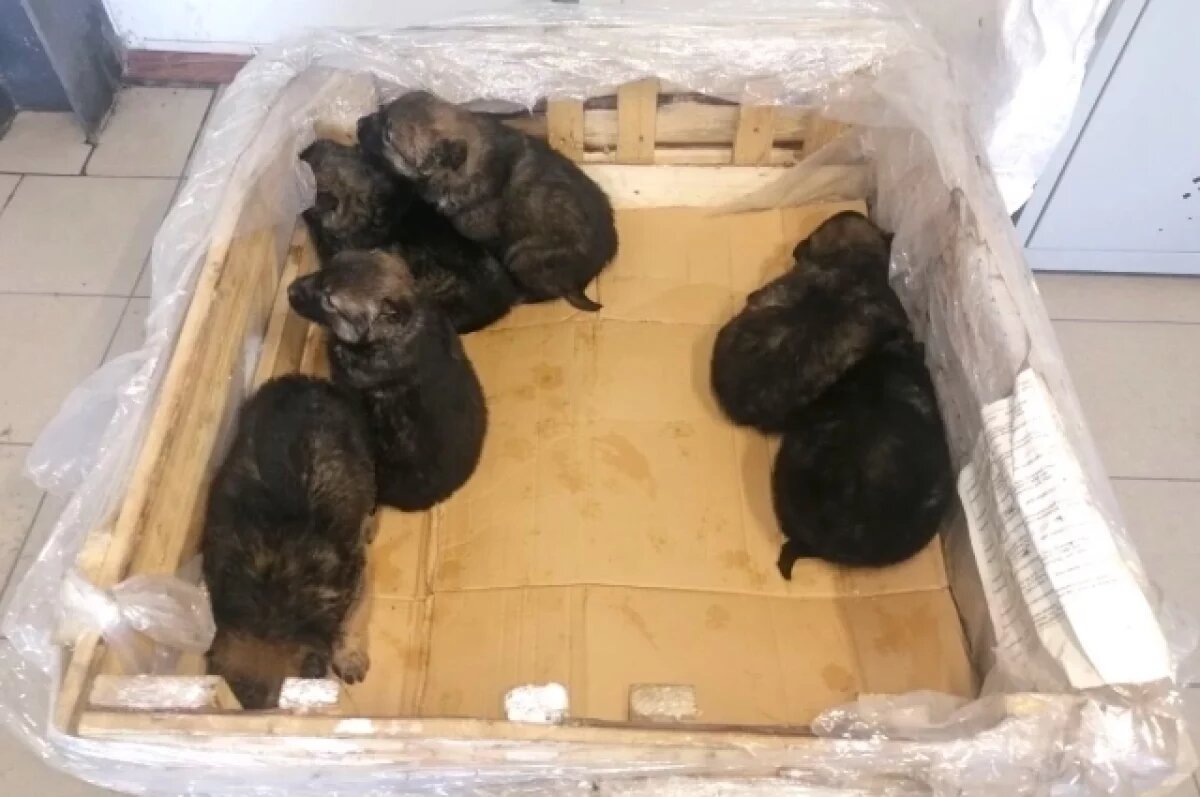    В Ишиме ищут дом для найденных на свалке новорожденных щенков