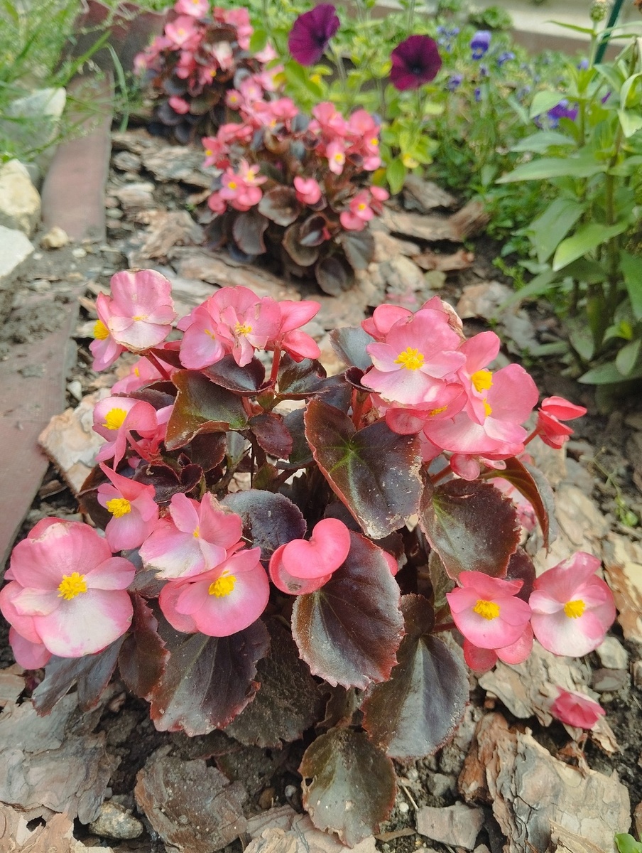 Молодые бегоньки на моей клумбе из своих черенков! Лето - 2024