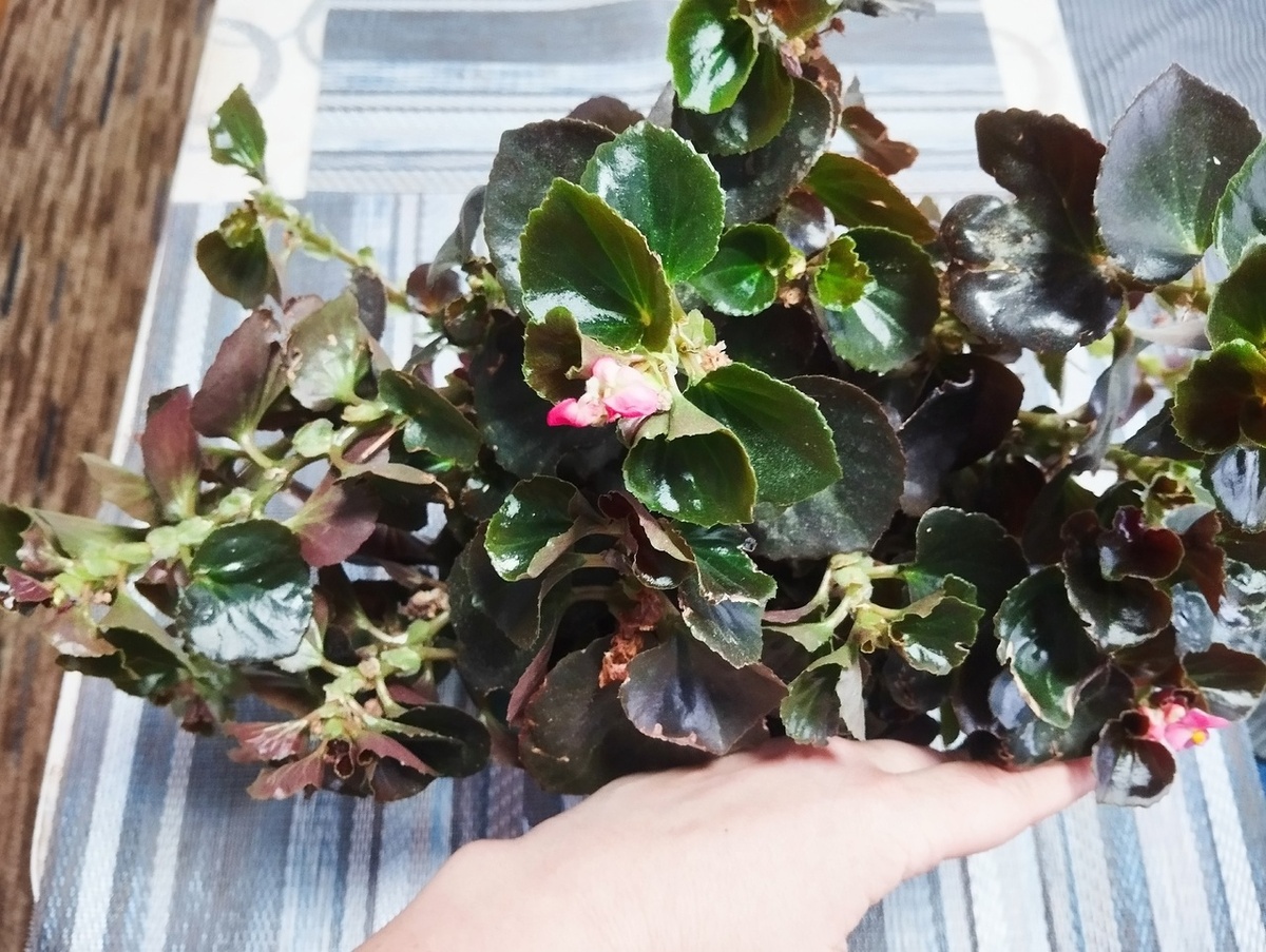 Распустила бегония "косы" ... Вот такие длинные отростки у моей бегонии! Сколько черенков нарезала - на следующем фото.