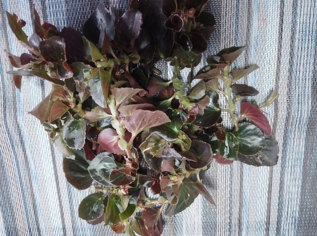 Вот такая гора черенков получилась!