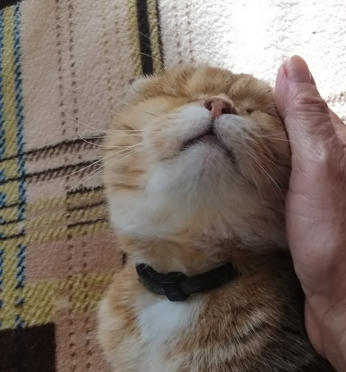 Ну и как их не любить? 