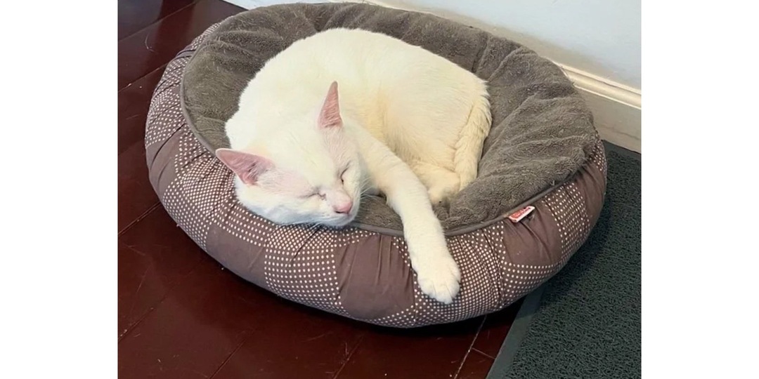 Кот полгода преследовал прохожих — и не зря