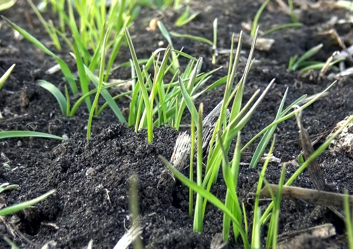 Из-за погодной аномалии озимые пока зимуют в полях без снега