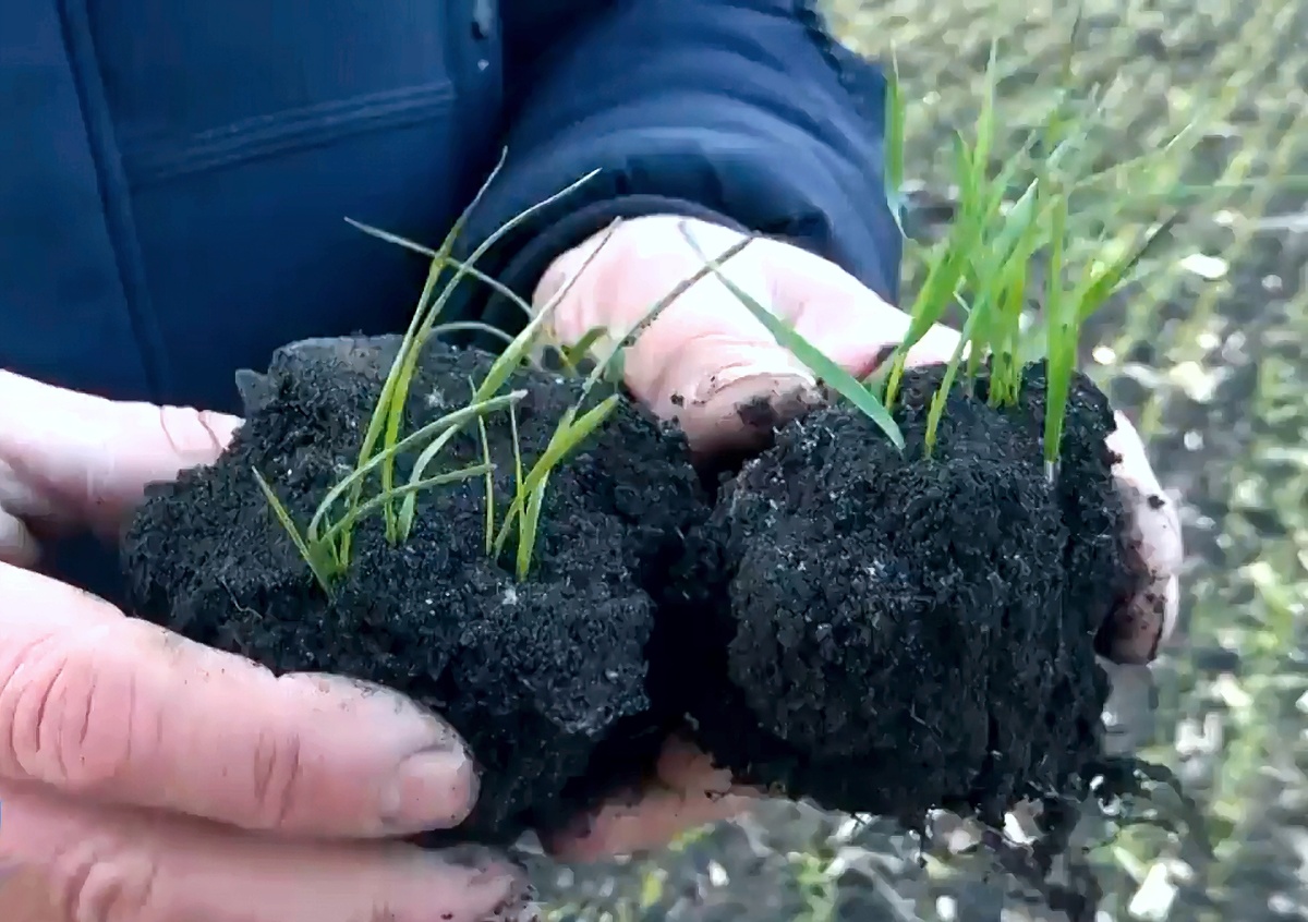 Текущее состояние озимых