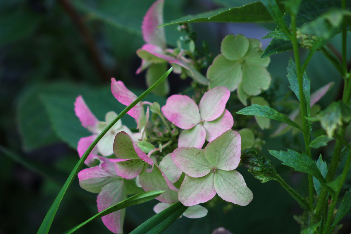 Гортензия метельчатая Вимс Ред (Wim’s Red) 