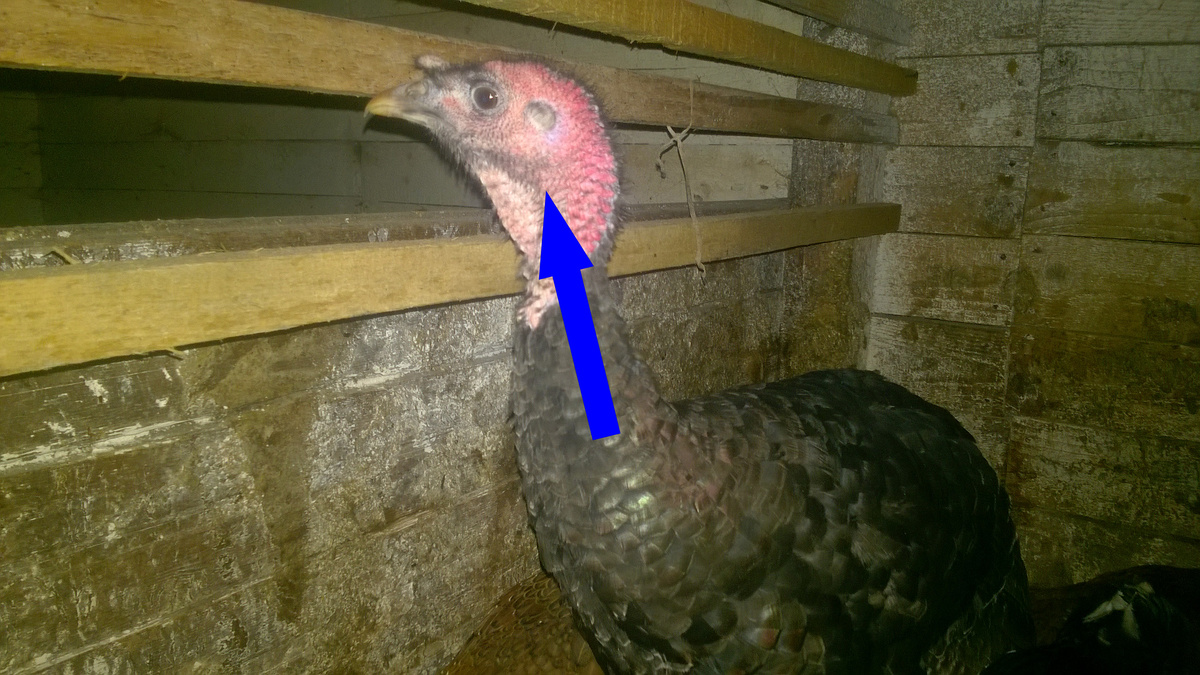    Как отличить индюка от индюшки: секреты и хитрости