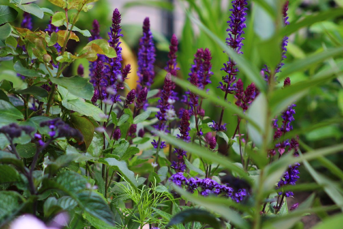 шалфей дубравный фото