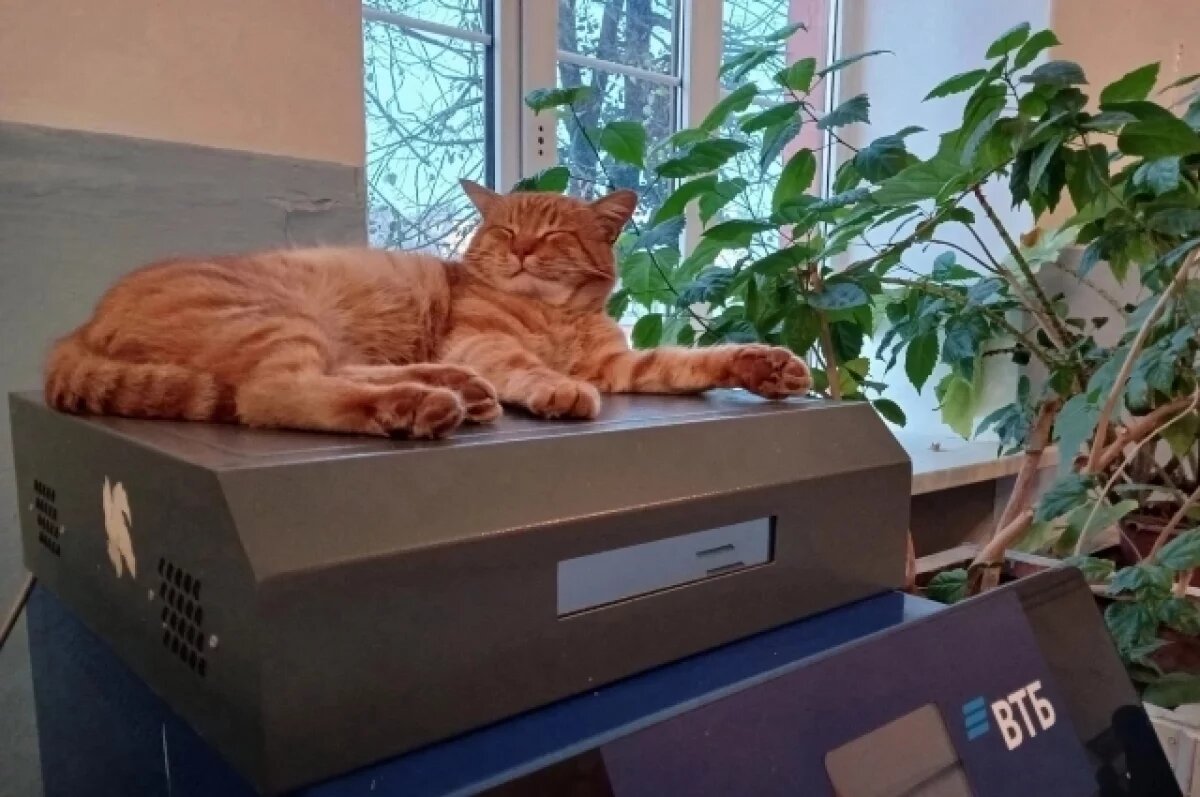    В Вышнем Волочке нашли мёртвым кота-смотрителя вокзала