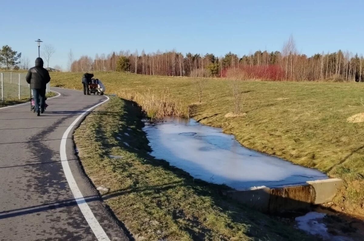    Конец января, но под Тверью всё зелено. Европейская зима, не иначе?!