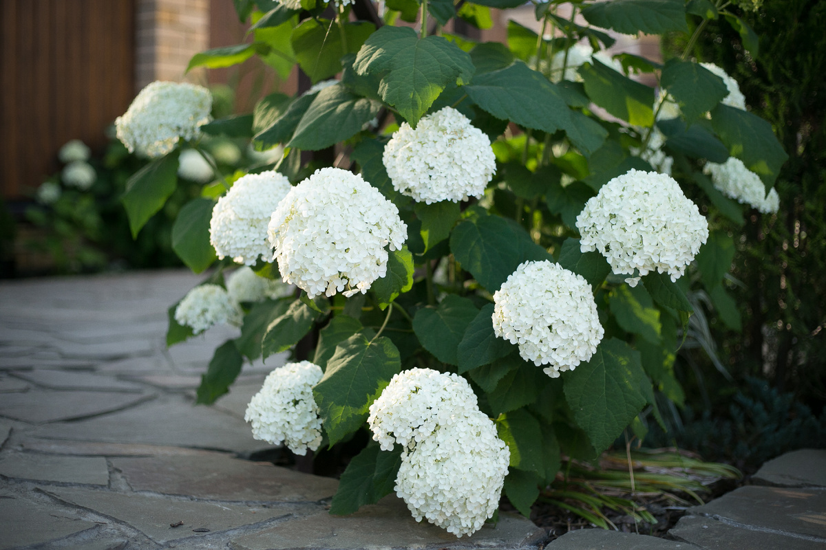 Автор фото Елена Якимова / Greenfingers