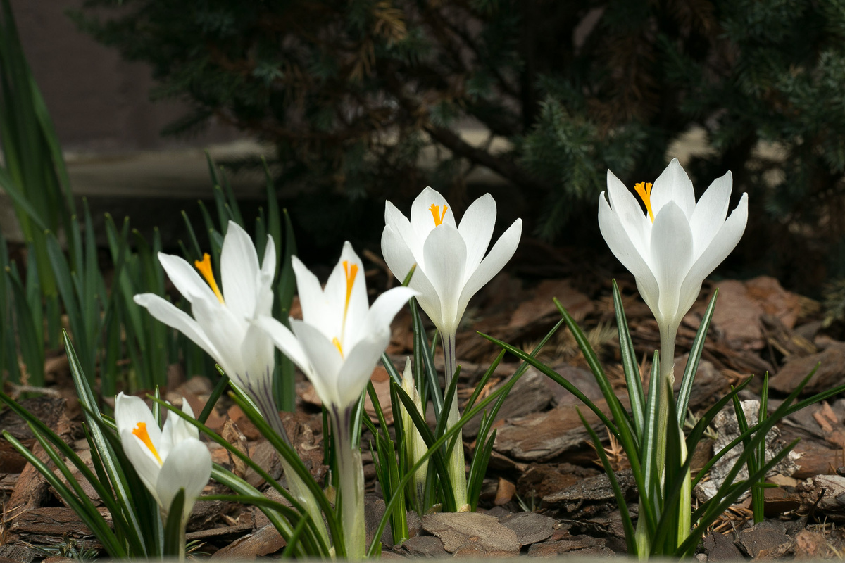 Автор фото Елена Якимова / Greenfingers