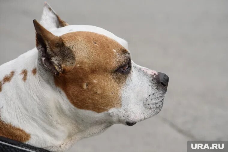 Потенциально опасные животные гуляют рядом с детскими площадками. Фото: Илья Московец © URA.RU