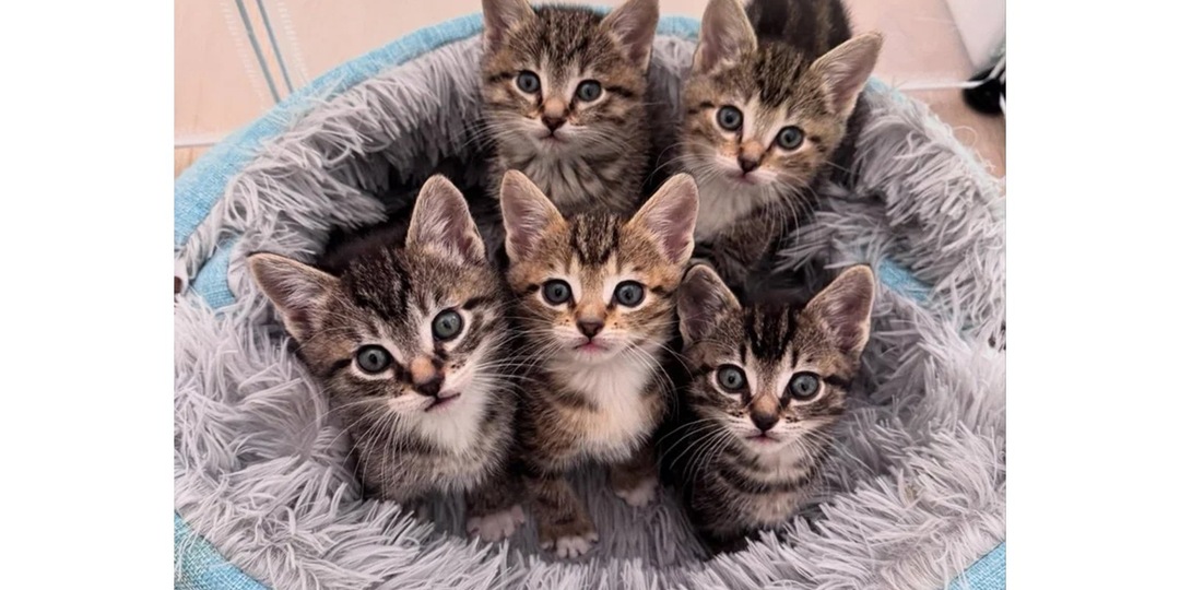 Впустили бродячую кошку на ночь — проснулись многодетной семьей