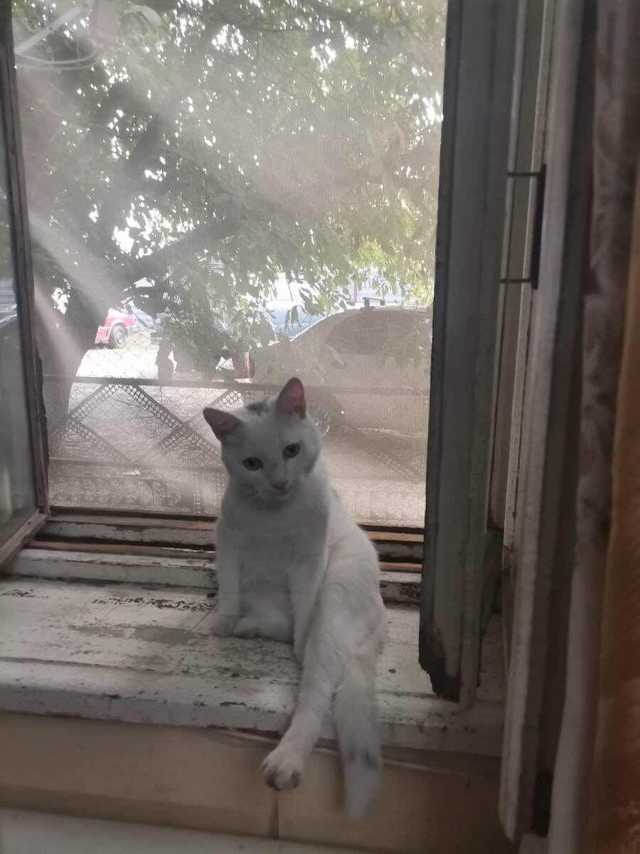 кот Бельчик, Азов.