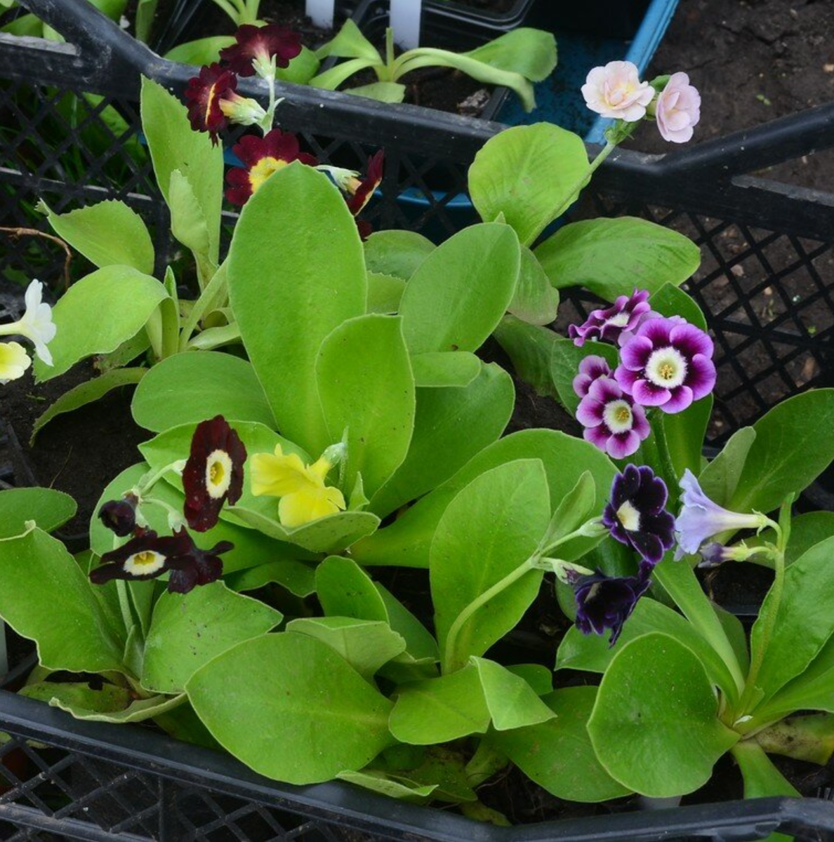 Даже первое цветение сеянцев поражает разнообразием окрасок