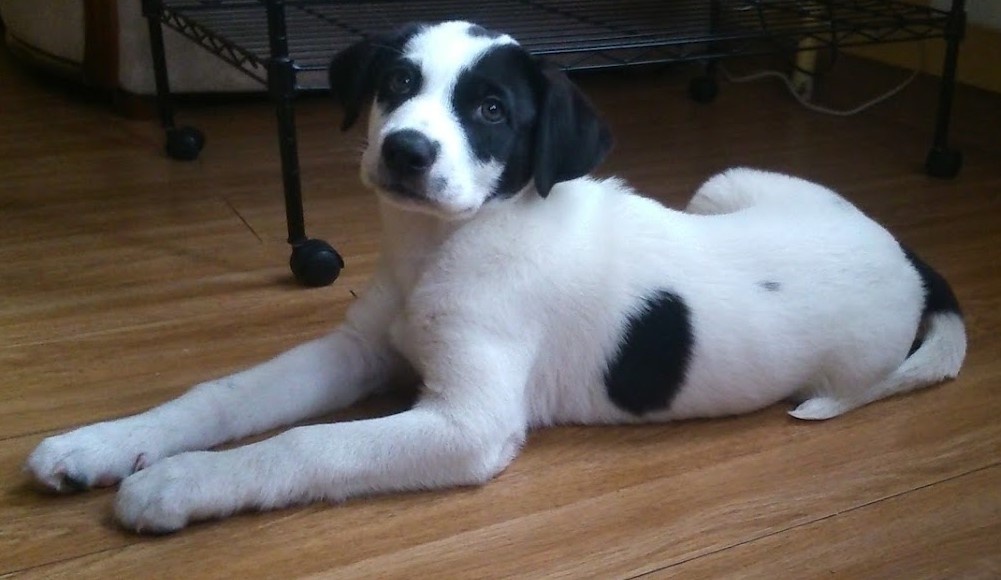 Кекс. Той поры. Фото Светланы И.