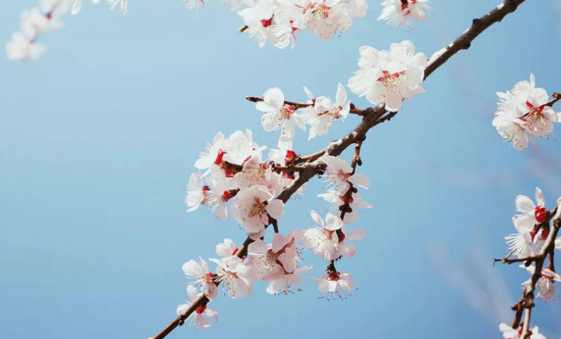 Туры на Алтай: Цветение алтайской сакуры