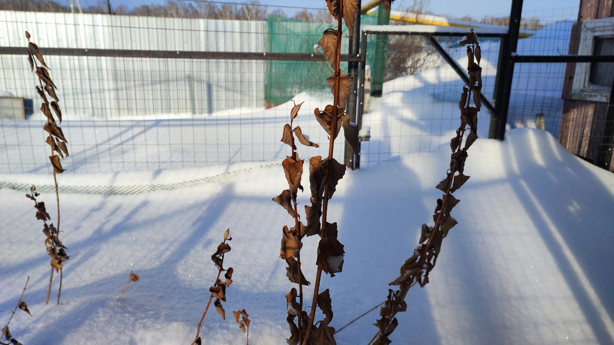 Январский денёк