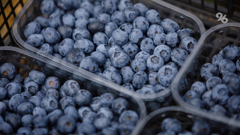    Урожай голубики в одном из фермерских хозяйств Кочубеевского округа Фото: Дмитрий Ахмадуллин / / ИА «Победа26»