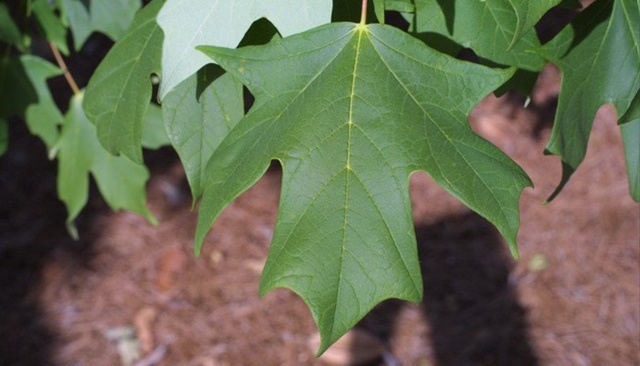 Клён сахарный.