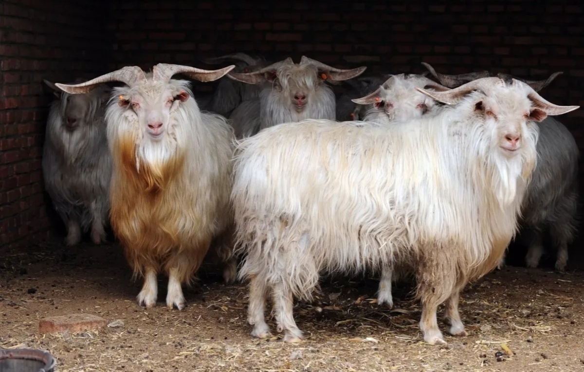 Знакомьтесь - оренбургские пуховые козы, родственницы кашмирским.