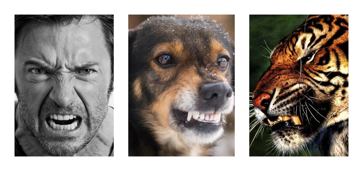 Выражение некоторых эмоций очень схои у людей и животных.