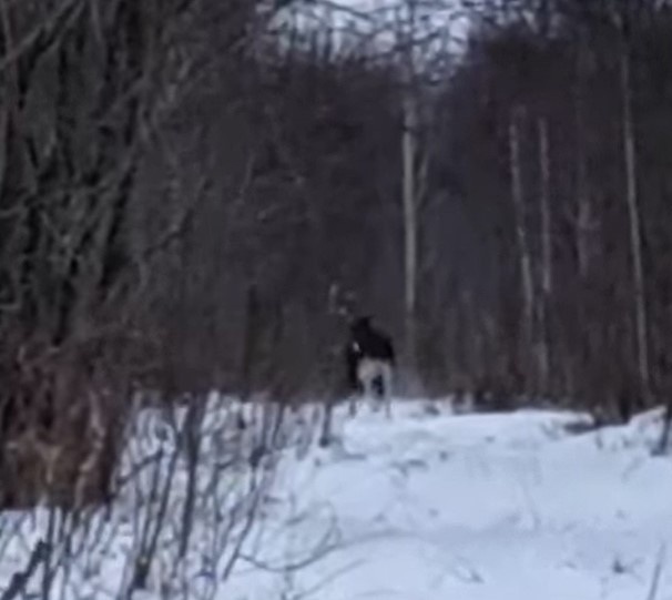    Инспектор встретил лося во время зимнего маршрутного учета
