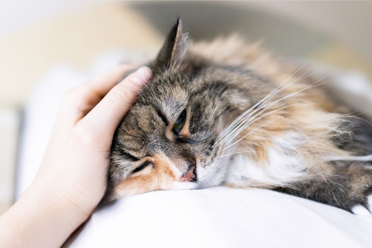 В каких случаях можно усыпить кошку