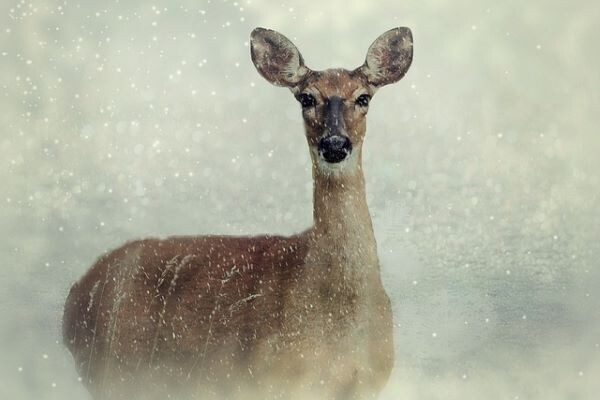    Фото: pixabay.com Ксения Зиннер