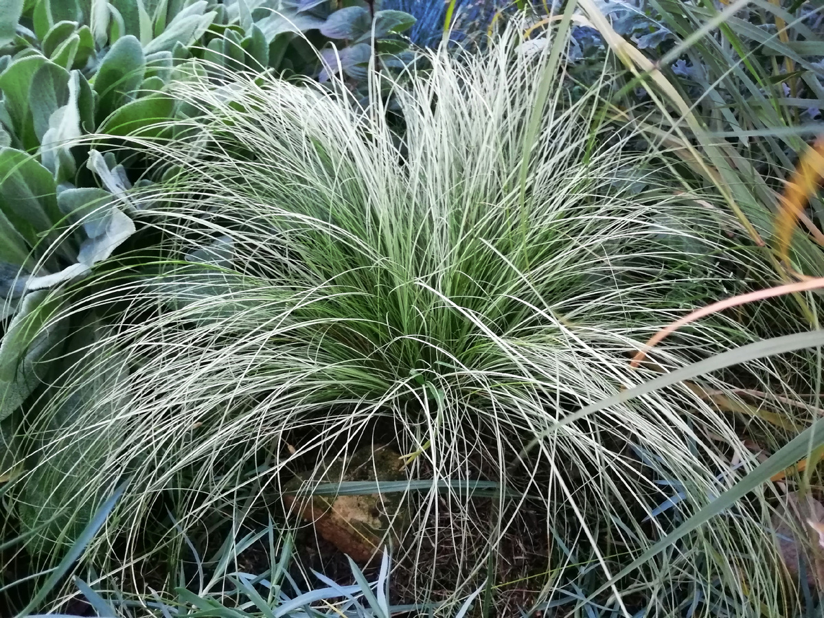 Так и представляю изящную осоку власовидную в круглом кашпо. 