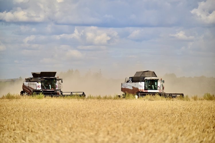    Орловская область лидерской десятке регионов России по урожайности зерновых и зернобобовых культур в 2024 году