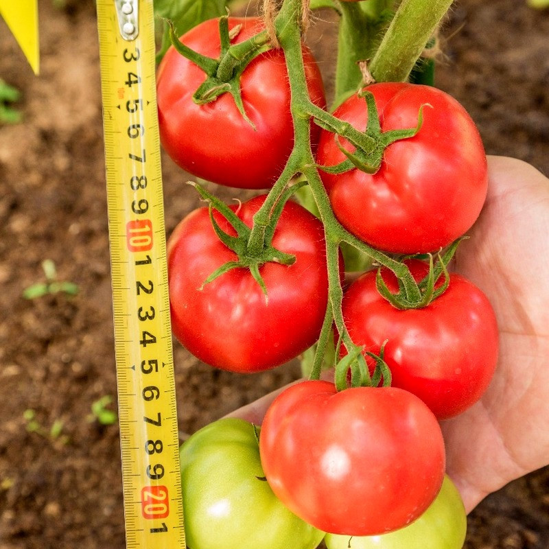  Герцогиня вкуса