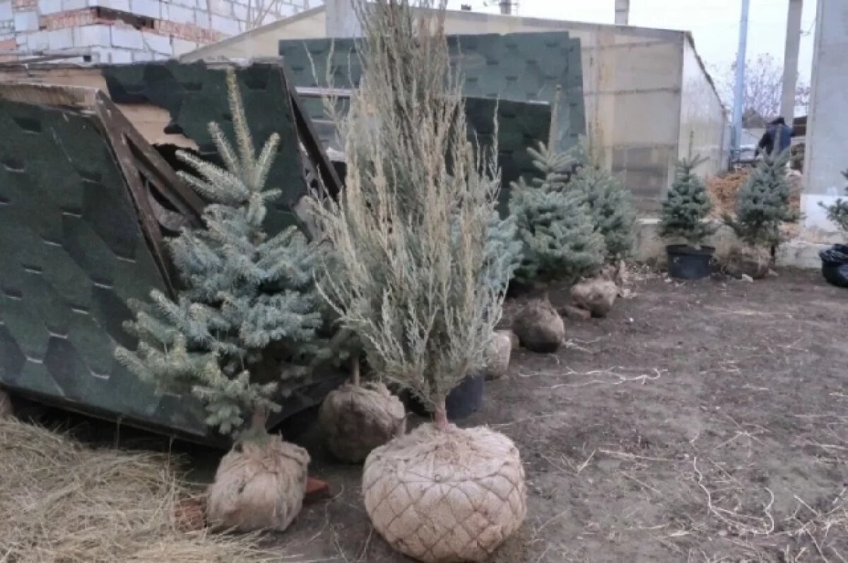    В Астрахани готовятся к весеннему озеленению