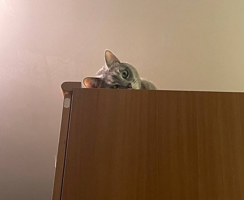 Что ж вы наделали, кожаные...