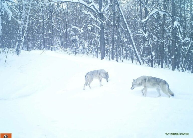    В Оренбургском заповеднике стая голодных волков вернулась за припрятанной добычей Кристина Просвиркина