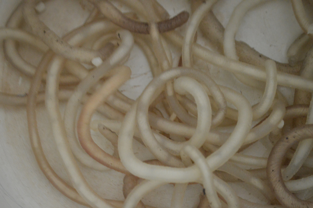 Сырая вязига