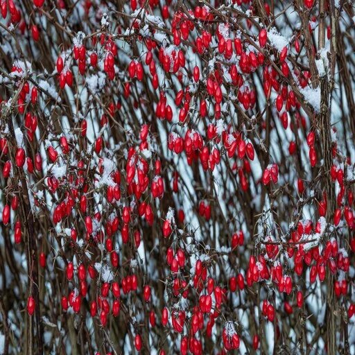  Ягоды барбариса в снегу Катя Невская