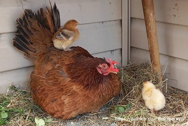 Забирать цыплят у наседки или пусть сама заботится 🐣🐤🐥