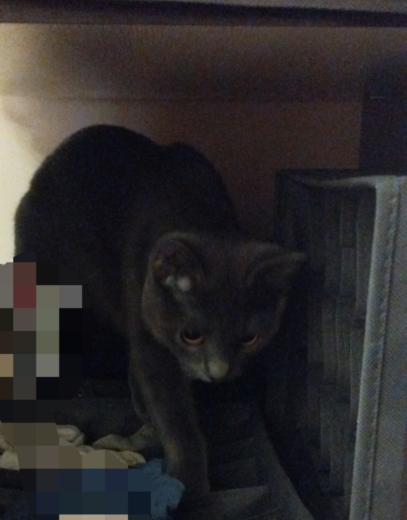 Маша в шкафу. Пост наблюдения.