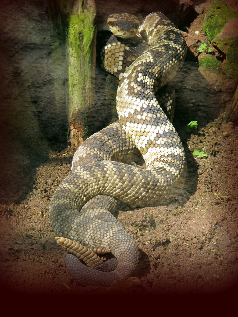 Гремучие змеи. Спариваются. Это - из моего фотоархива. Знаете, где снимок сделан? В оранжерее одного зарубежного ботанического сада! Где интересных животных содержат вместе с растениями из их общих родных краев.