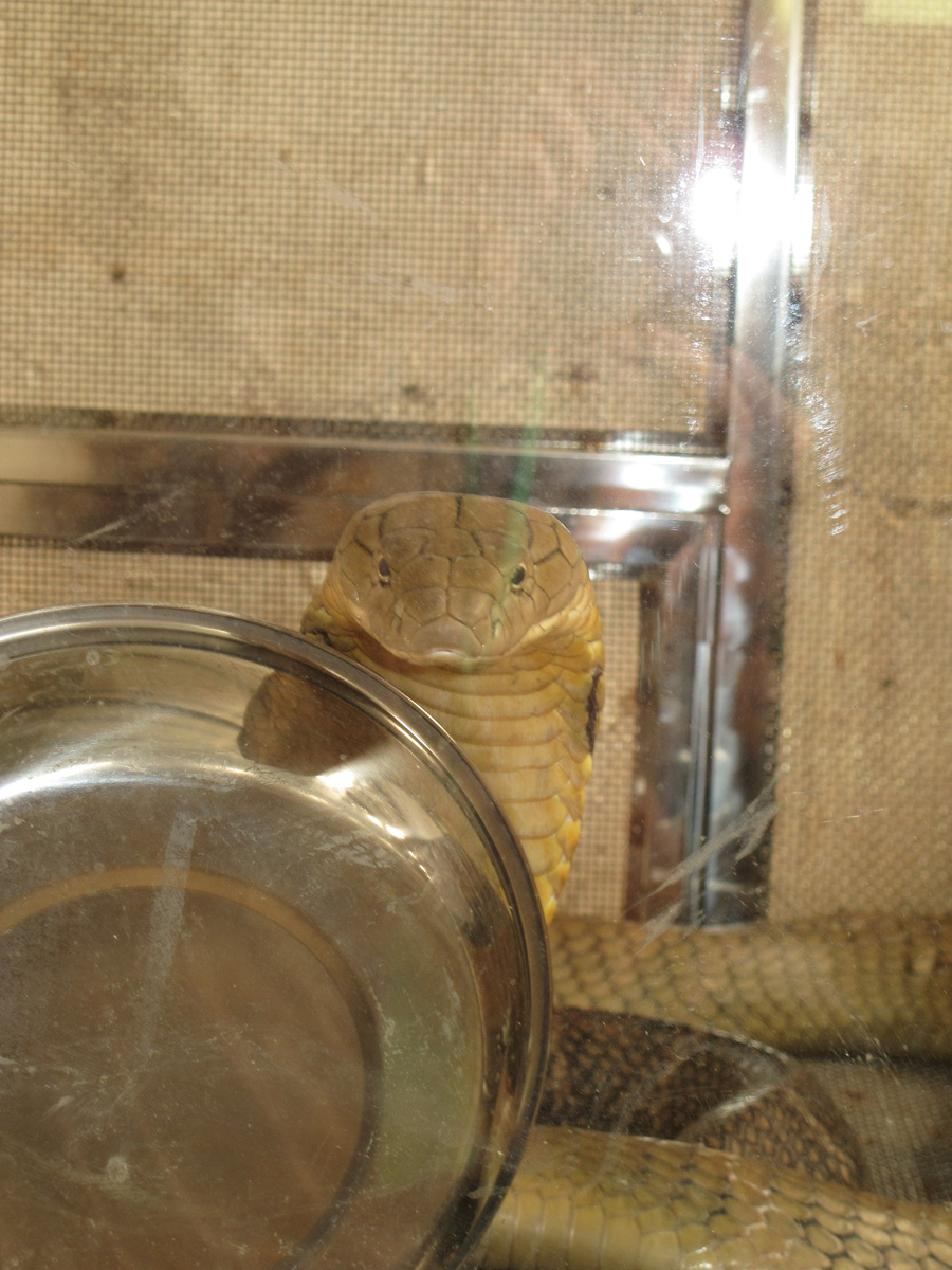 Этот снимок кобры тоже сделан в необычном месте - в китайском серпентарии. Где змей разводят и содержат для получения яда, конечно. А еще для ресторанов. А еще - для научных наблюдений и экспериментов.