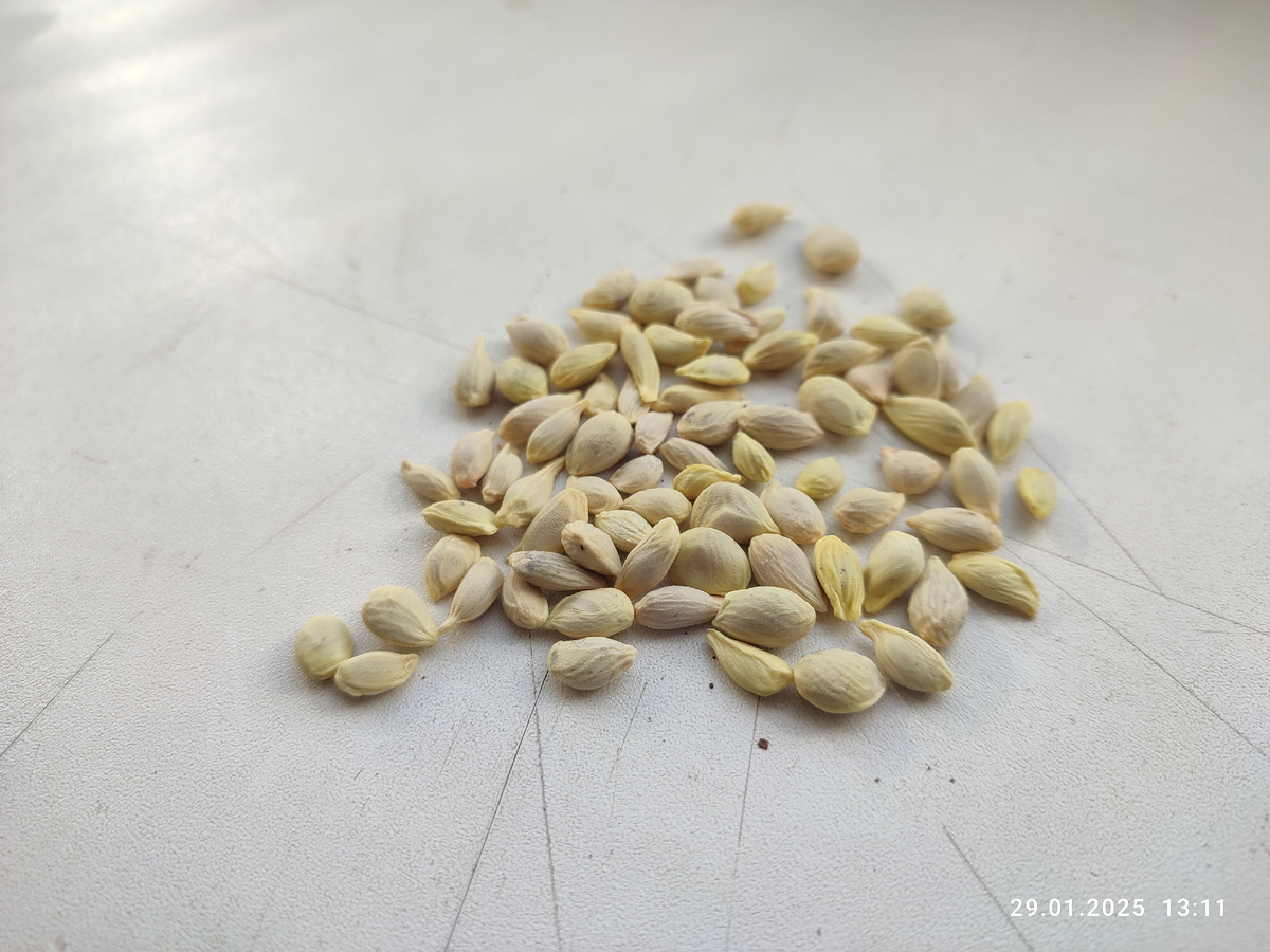 Косточки лимонов разных сортов и размеров.