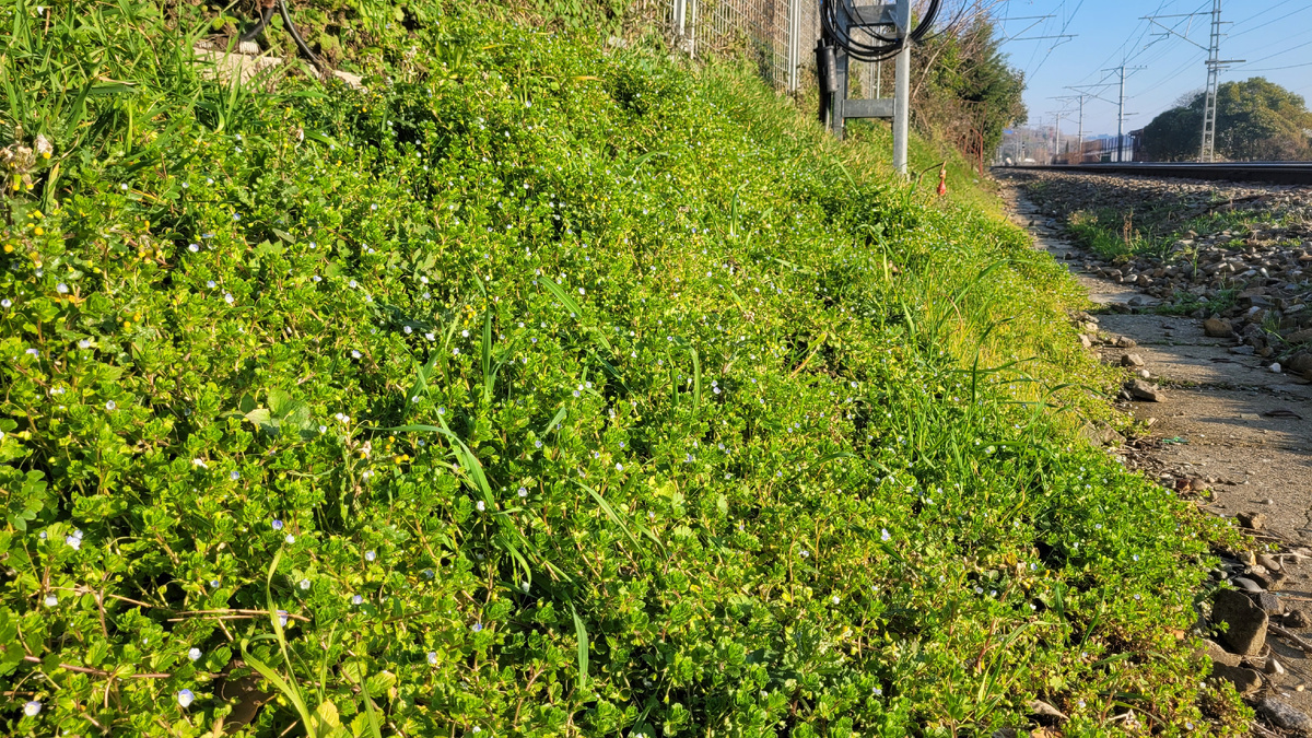 Поляна маленьких цветов возле железной дороги