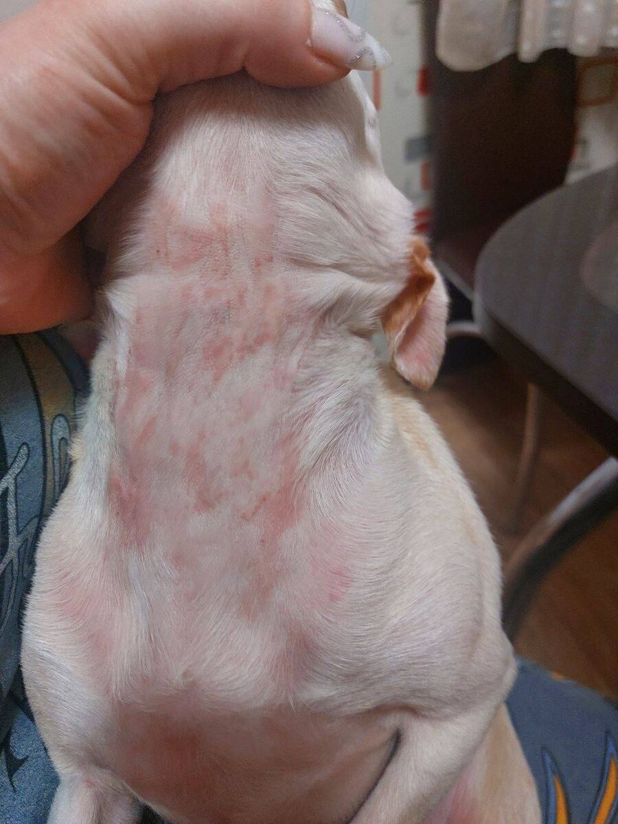 Высыпание и зуд после применения шампуня для волос. 